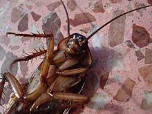 Ученые разочаровались в популярном способе борьбы с тараканами