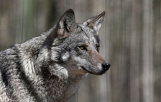 На Соловках обосновались волки