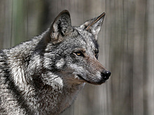 На Соловках обосновались волки