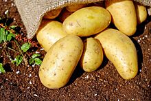 Костромской картофель вызвал восторг дагестанского чиновника