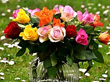 Тепличный комплекс по выращиванию роз планируют построить в Нижегородской области