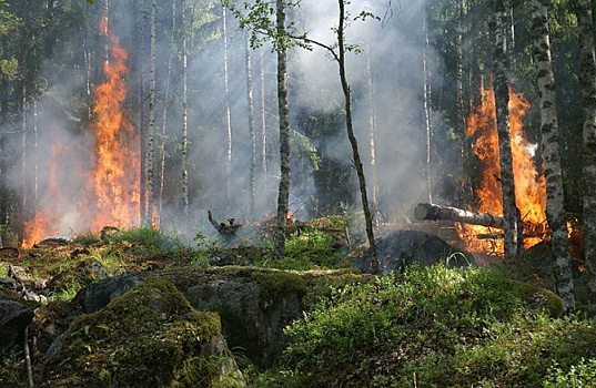Запрет на посещение лесов сохраняется в Самарской области