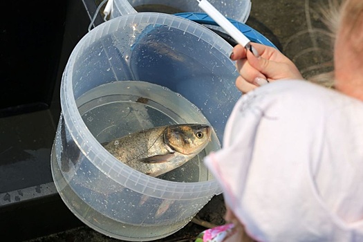 ЕВРАЗ НТМК выпустил в Нижнетагильский пруд белых толстолобиков