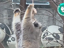 Манул Тимофей повис на веревке в попытке достать крысу