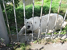 Белый медведь из Большереченского зоопарка спасается от скуки рыбалкой