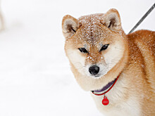В Москву к концу следующей недели придут первые 20-градусные морозы