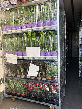 В Оренбуржье не пропустили 7 166 растений из Нидерландов с трипсом