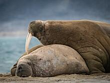 Охотники 6 часов провели во льдах из-за опрокинувшего лодку моржа