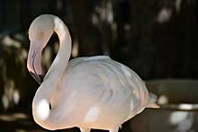 В удмуртском зоопарке поселился спасенный в другом регионе фламинго