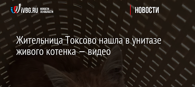 Жительница Токсово нашла в унитазе живого котенка — видео