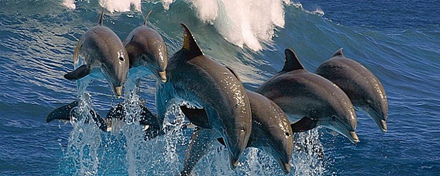 Почему именно дельфины–самцы образуют самые крепкие социальные связи