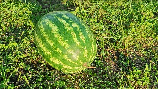 180 арбузных гектаров ушли под воду в Приморье