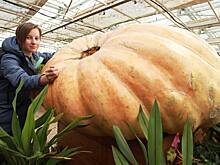 Агроном рассказала, как вырастить овощ‑гигант