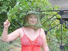 Комариная возня. Волгоград и Астрахань спорят о борьбе с насекомыми