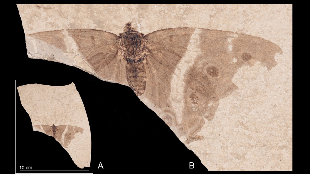 Палеонтологи нашли древнейшую бабочку с глазками на крыльях