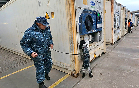 Гроза контрабандистов: секреты работы кинологов морской таможни на Балтике