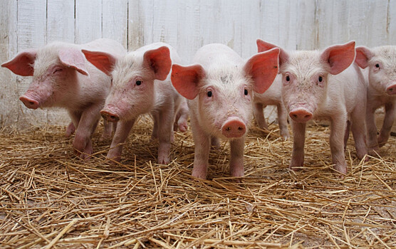 «АГРОЭКО» построит 6 свиноферм в Тульской области