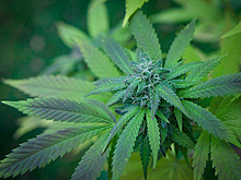 Названа новая опасность марихуаны