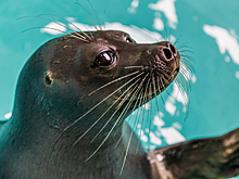 Морской котик растерзал карликового кашалота