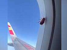 Таракан пролетел тысячи километров в окне самолета и стал популярен в сети