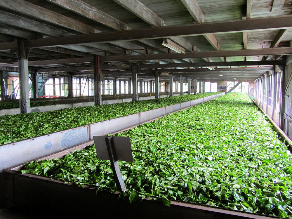 Чайная фабрика Маквудс, Шри-Ланка, Азия