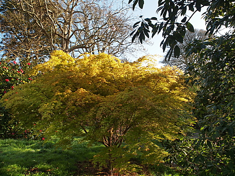 «Карамельное» дерево посадят в «Аптекарском огороде» 12 сентября