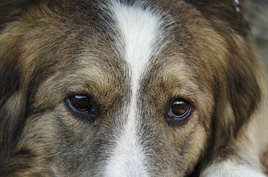 В Белгородской области расчищают найденную активистами свалку собачьих трупов