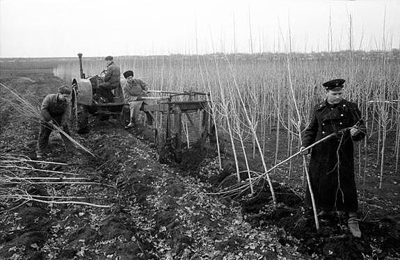 Почему в СССР повсеместно высаживали тополя