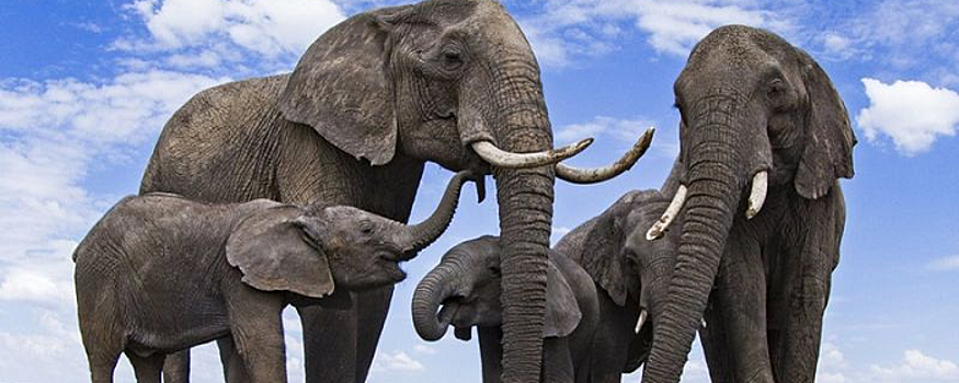 Зоолог Никифорова рассказала, каким качествам людям надо поучиться у слонов