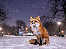 По самому центру Петербурга второй день гуляет лиса