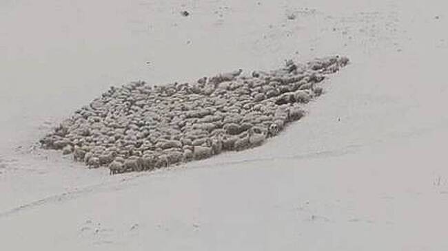 В российском регионе застряли сотни овец