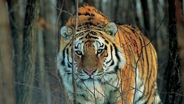 Форум по сохранению популяции тигра пройдет во Владивостоке в 2022 году