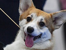 Кинолог объяснил любовь россиян к шпицам и корги