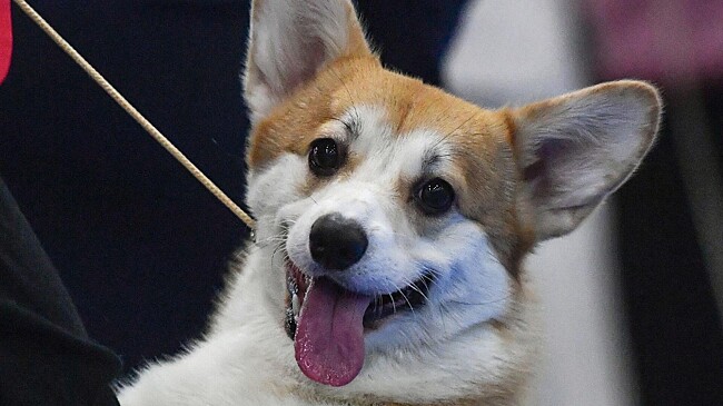 Кинолог объяснил любовь россиян к шпицам и корги