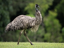 Женщина импульсивно стала матерью для птенца эму