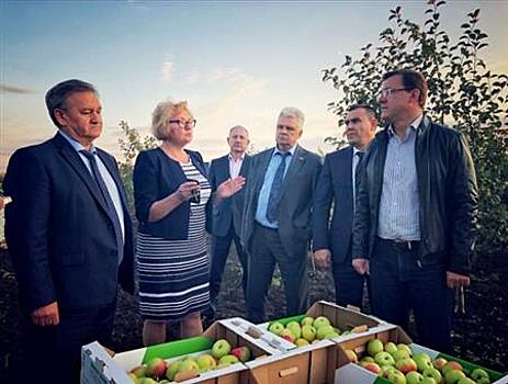 Дмитрий Азаров осмотрел сады ОАО "Сургутское" и ознакомился с ходом уборки урожая яблок