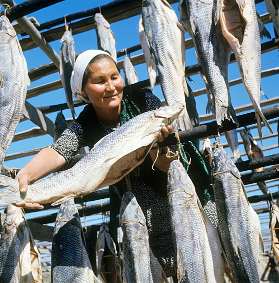 Бугуньский рыбозавод. Вяленая усач-рыба, водилась только в Аральском море, 1968 год