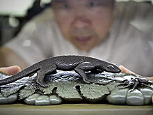 Мастер ляоских тушечниц Чжан Юнцзюнь за работой