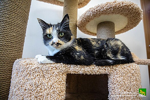 Жители Владивостока смогут подарить дом питомцу, посетив выставку-раздачу бездомных животных