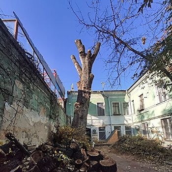 Легендарный «пушкинский» тополь уничтожили в Одессе