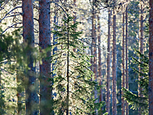Ел клюкву, пил болотную воду: истории выживания заблудившихся в лесу