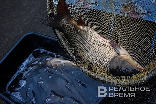 С 5 июня в водоемах Татарстана действует запрет на промышленный вылов рыбы