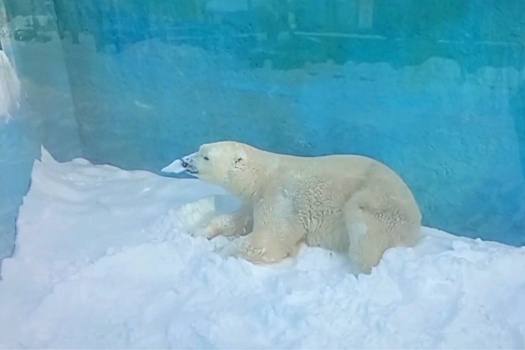 В хабаровском зоосаде показали, как радуется снегу белый медведь