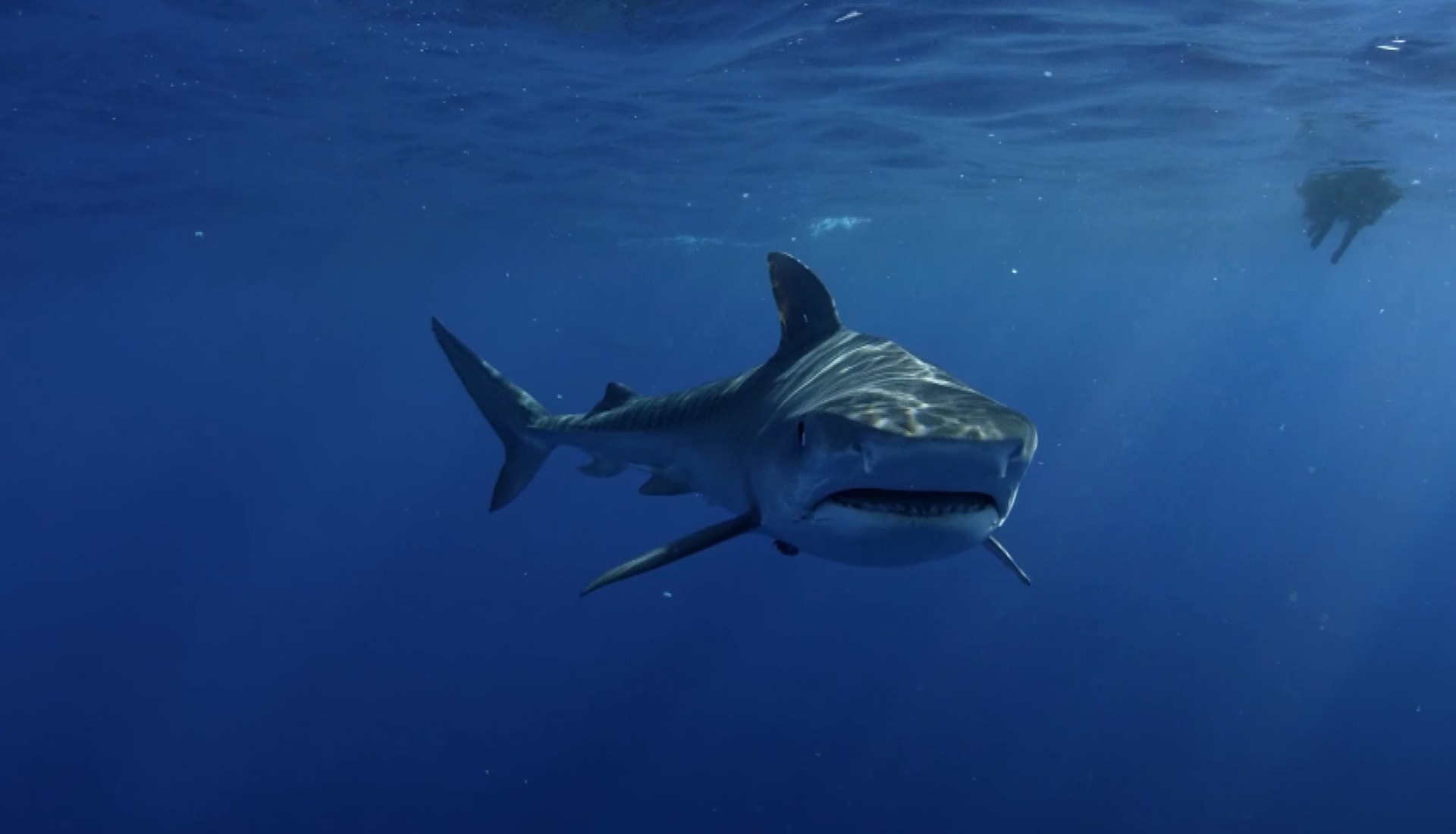 Шарма шейх нападение акула. Акула Египет Хургада 2023.