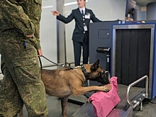 В России ужесточили правила провоза багажа через границу