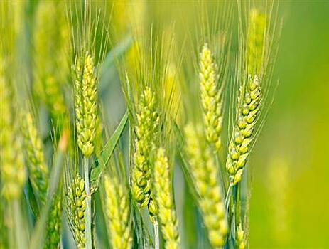 "Золотая осень": Россельхозбанк назвал главные тренды рынка зерна