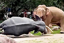 Слон перепутал статую сородича с соперником за внимание самок и напал на нее