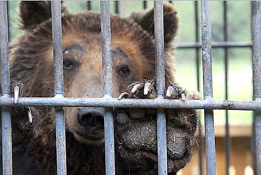 За что медведица Катерина отбывает пожизненное в казахстанской колонии