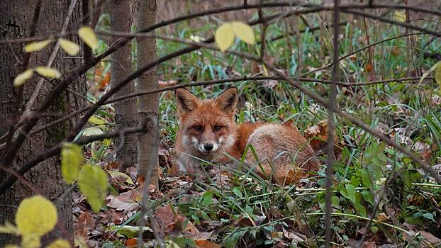 Если встретил лису не в лесу: как себя вести при встрече с животным в городе