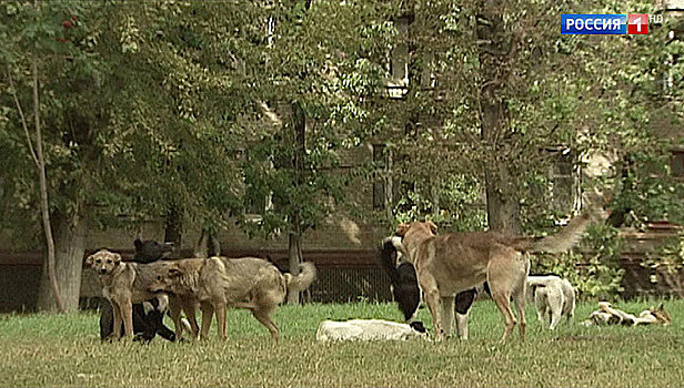 В России дефицит вакцин от бешенства